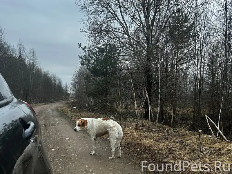 Найден пёс, Лихославльский район