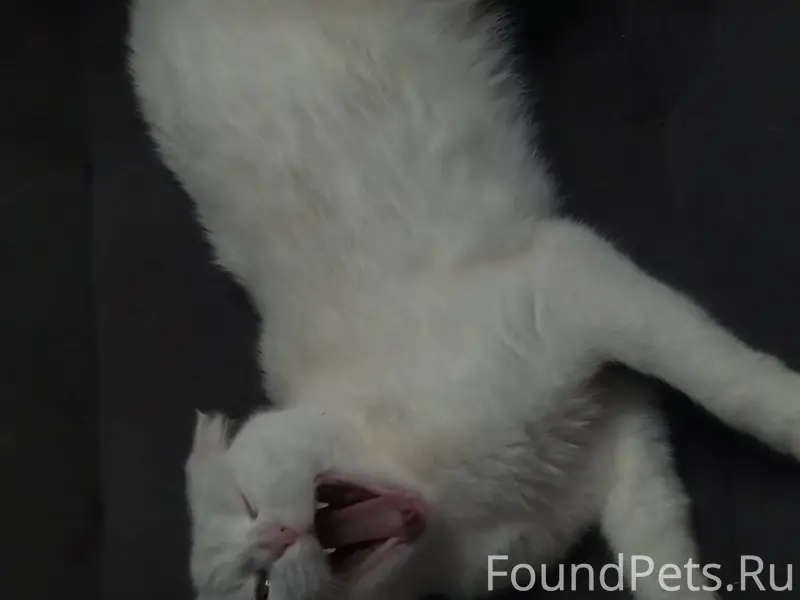 Пропала кошка, у мед. Училища