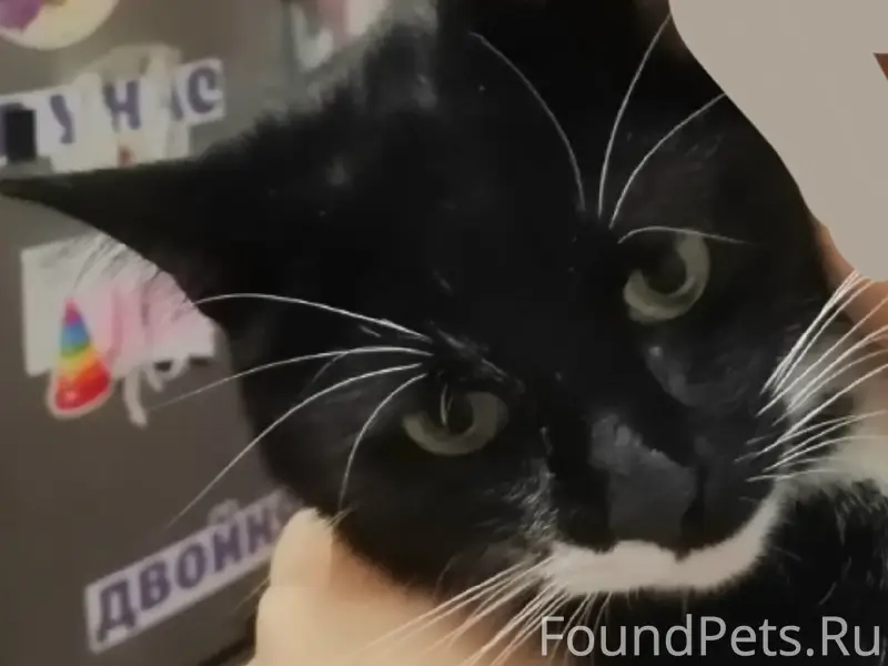 Пропал кот Толик, Бежицкий район