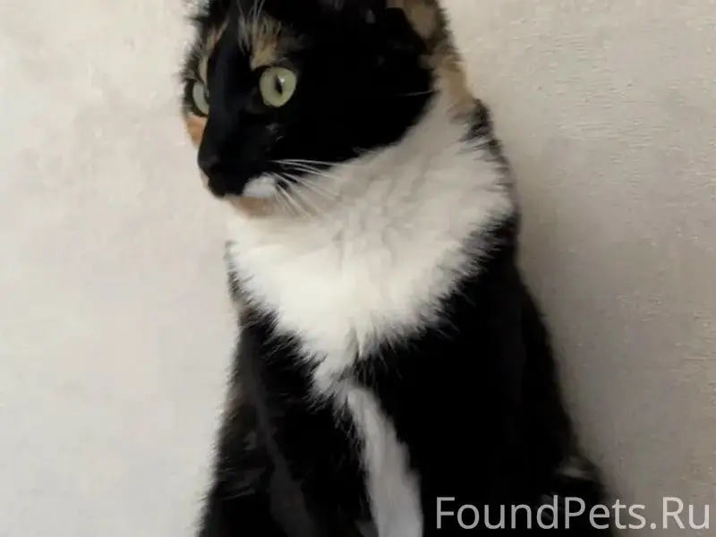 Пропала трехцветная кошка Василиса, район улицы Марченко