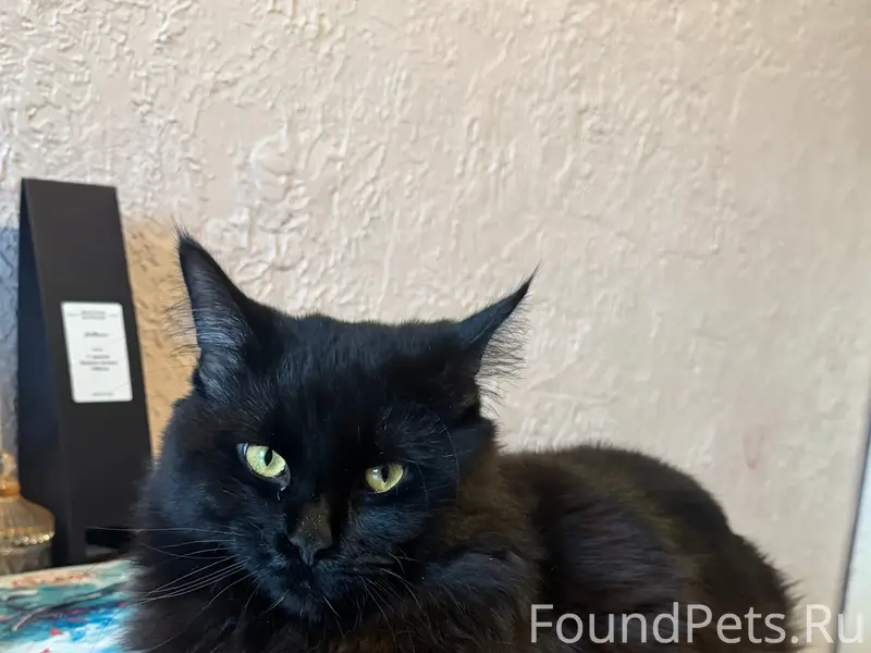 Пропал мейн-кун Симба, район ул. Кирова