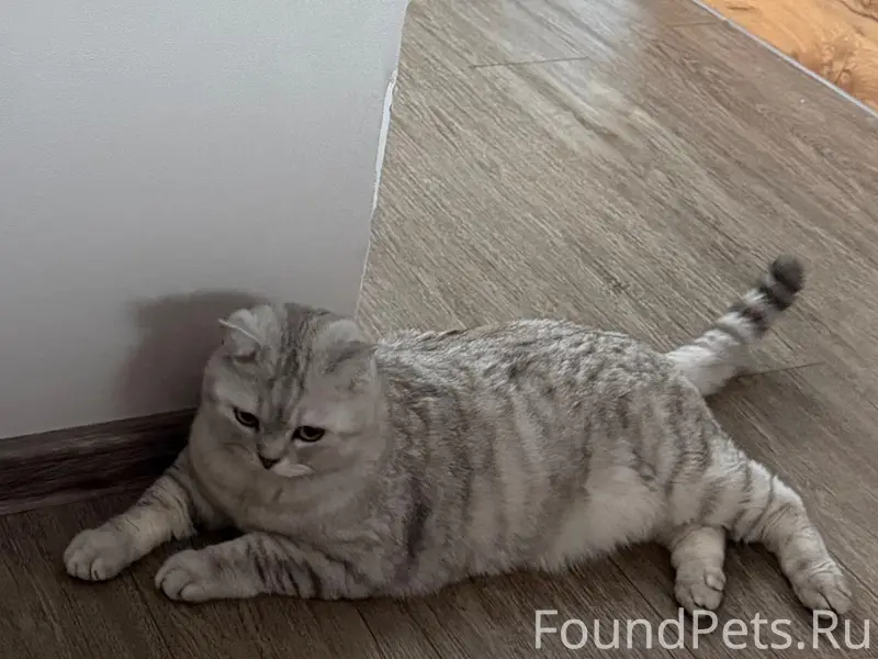 Пропал кот, пос. Аннино