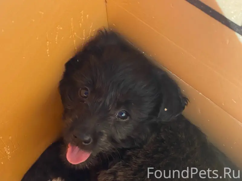 Пропал щенок, район почты