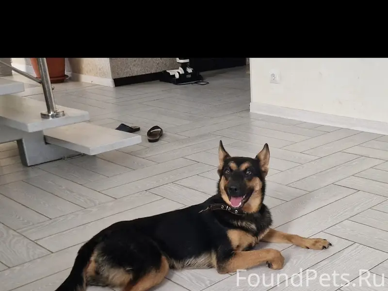 Пропала собака Джесси, район Ярмарки