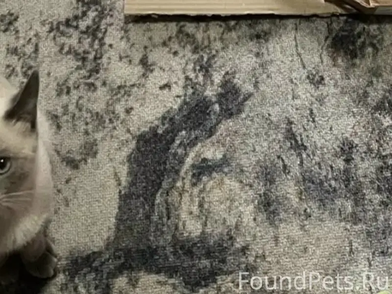 Пропала кошка, 6 микр 12 д