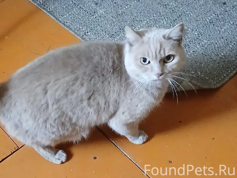 Пропал кот Персик