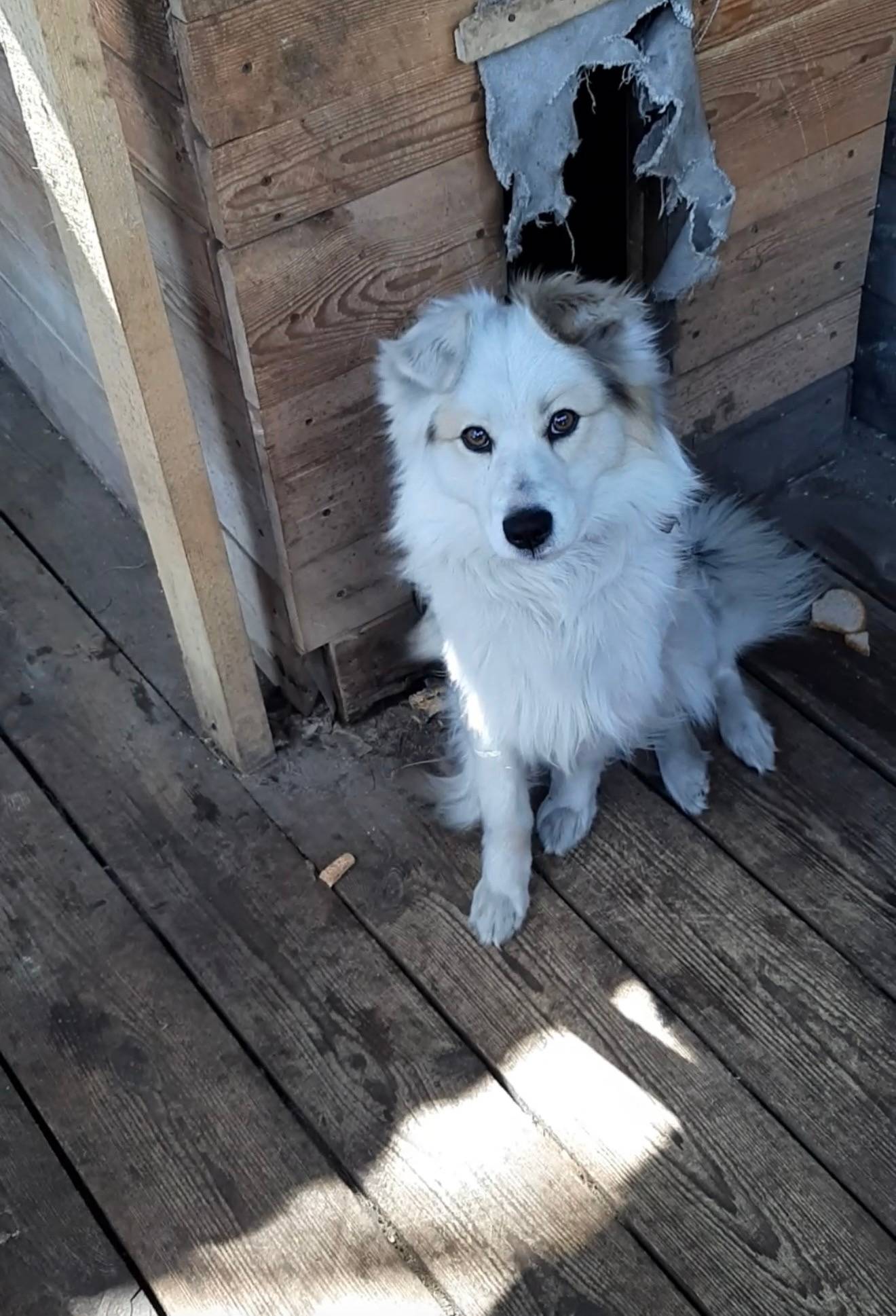 Пропал пёс Миша, Поворот на Увал, СНТ Березовка