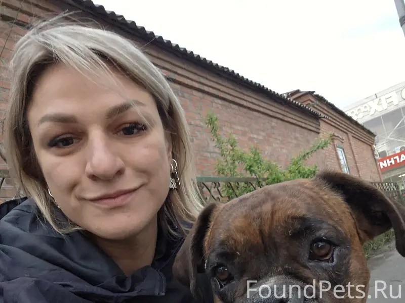 Найден кобель породы Боксёр, Батайск