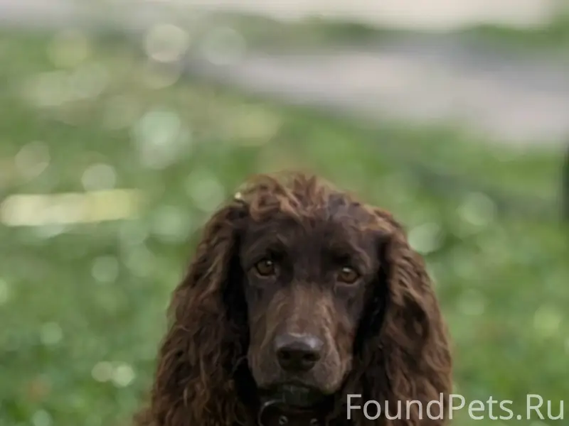 Пропала собака Арфа, Валищево, Рыбновский район