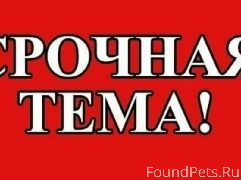 Пропала собака