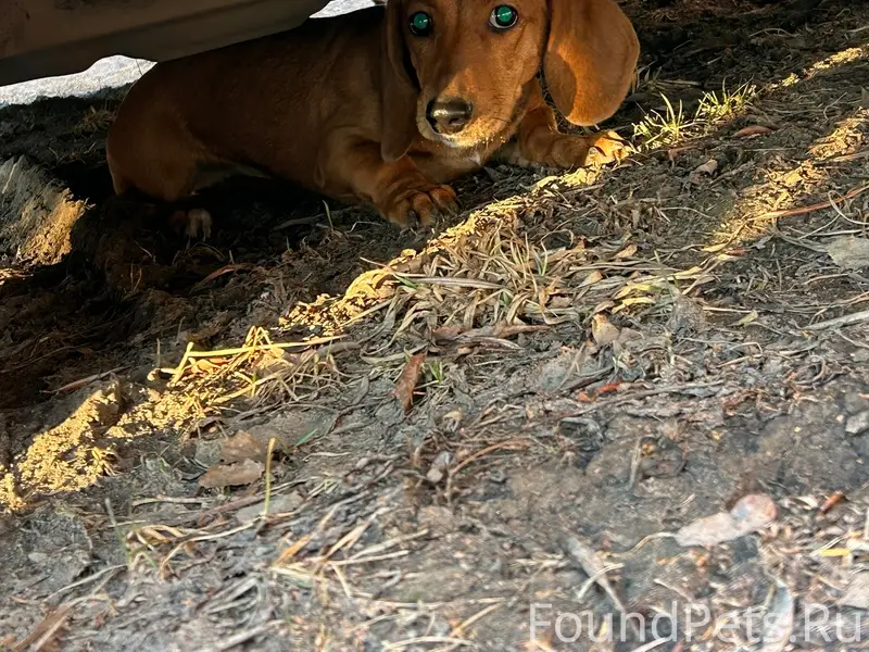 Найден такса, Юбилейный, район госпиталя ветеранов