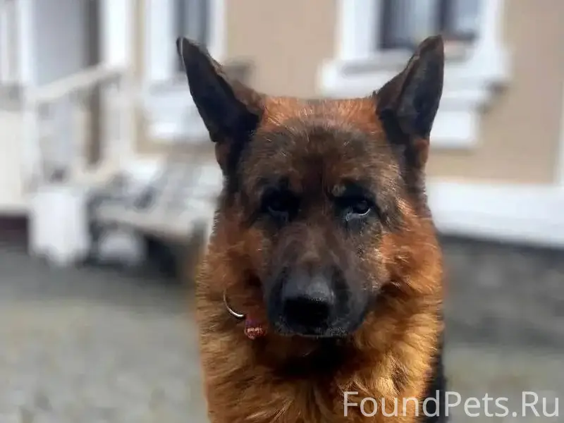 Найден кобель немецкой овчарки, Истринский район