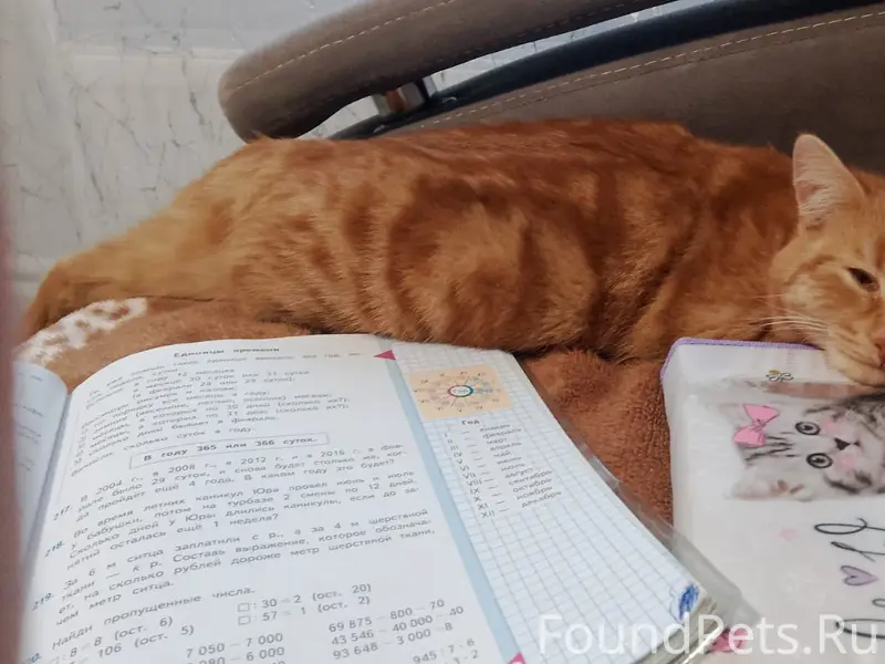 Пропал рыжий кот Персик, мкр. «Деревня»