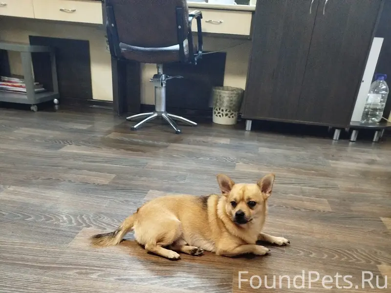 Найден мальчик чихуахуа, район Рябкова