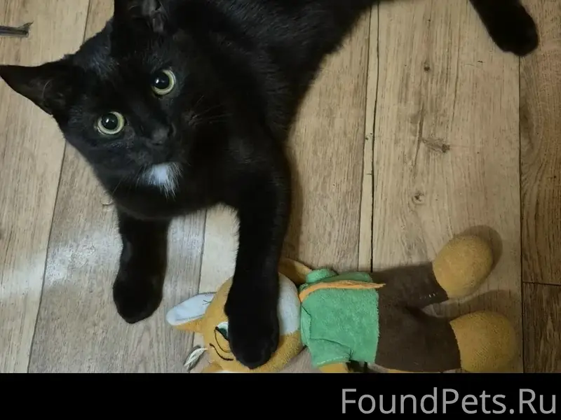 Пропал чёрный кот в районе вокзала