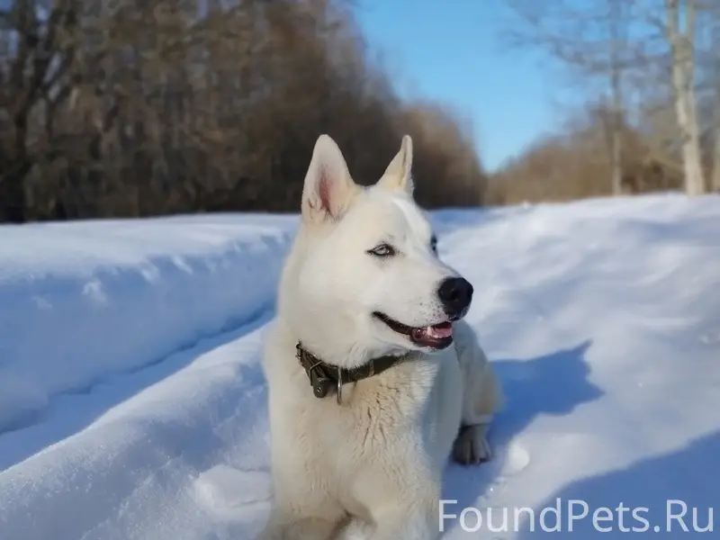 Пропал хаски Алтан, между деревнями Рослино/Озеро
