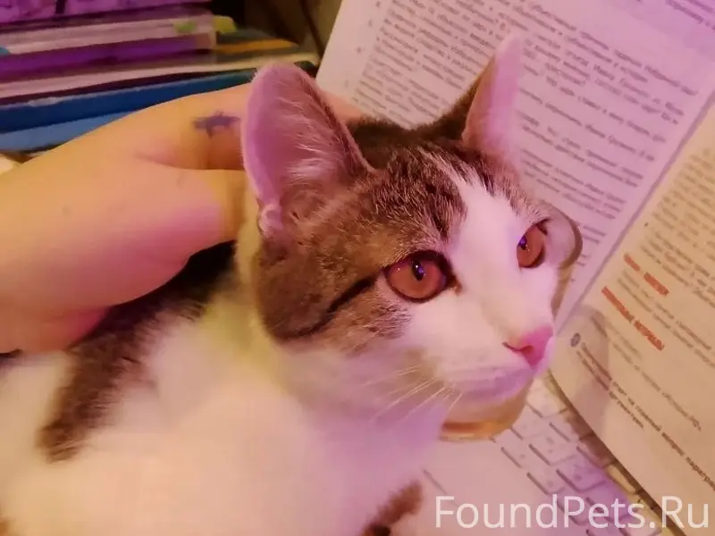 Пропал кот, ул. Металлистов