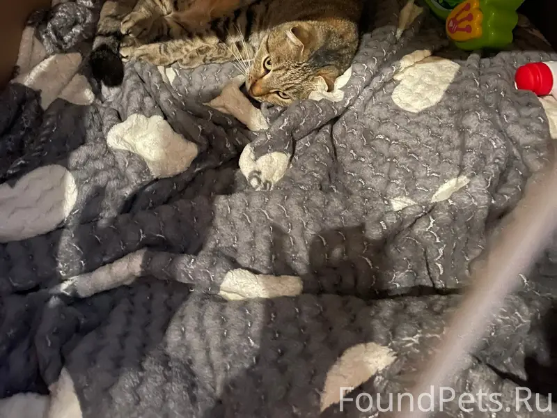 Пропала кошка Джой, улица Симонок