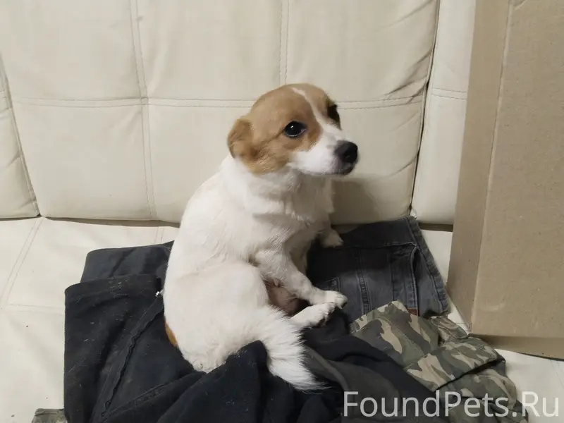 Найден джек-рассел-терьер, деревня Жучки