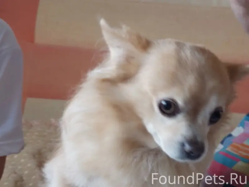 Пропал чихуахуа Барзик