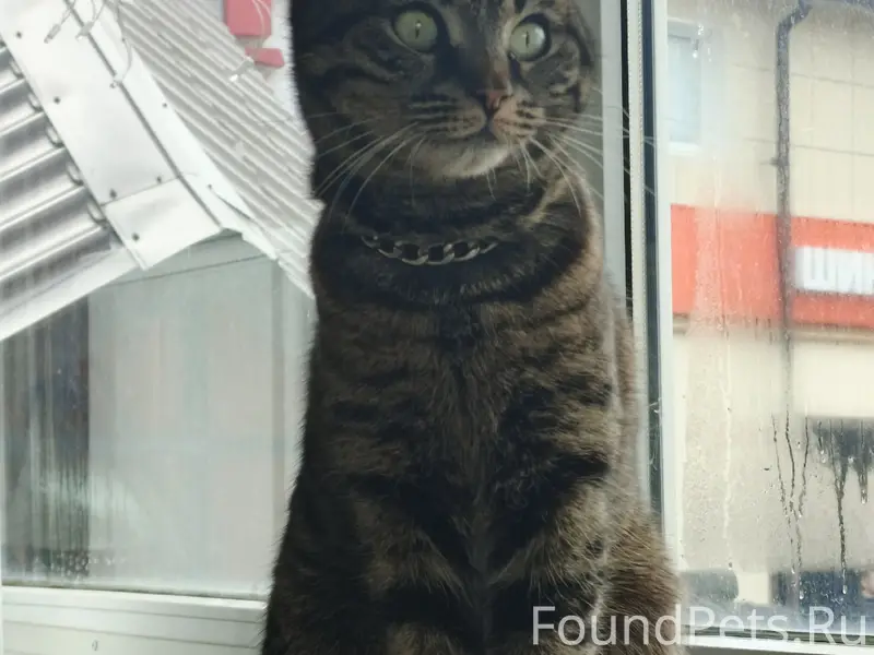 Пропала кошка Ася, Орехово-Зуево