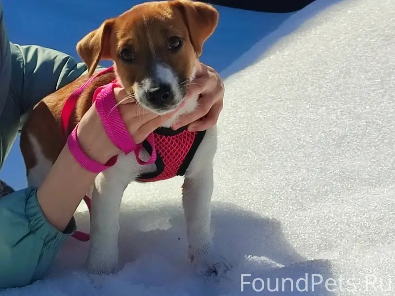 Пропала девочка Джек Рассел терьер, мкр. Красный Октябрь