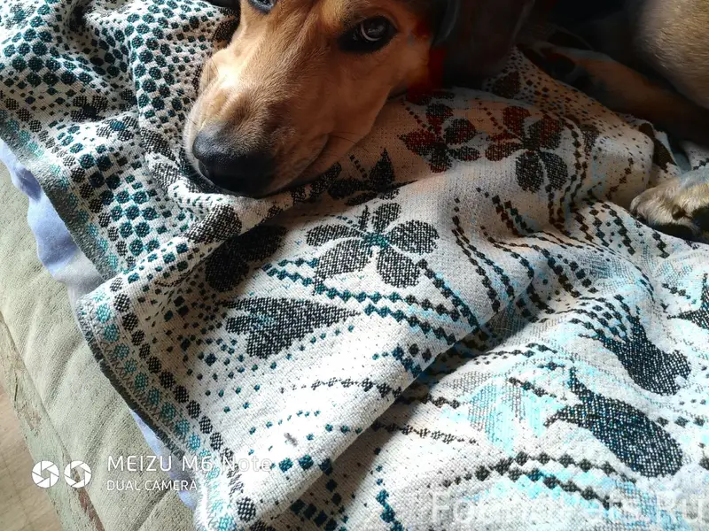 Пропала собака Бося, любой район города