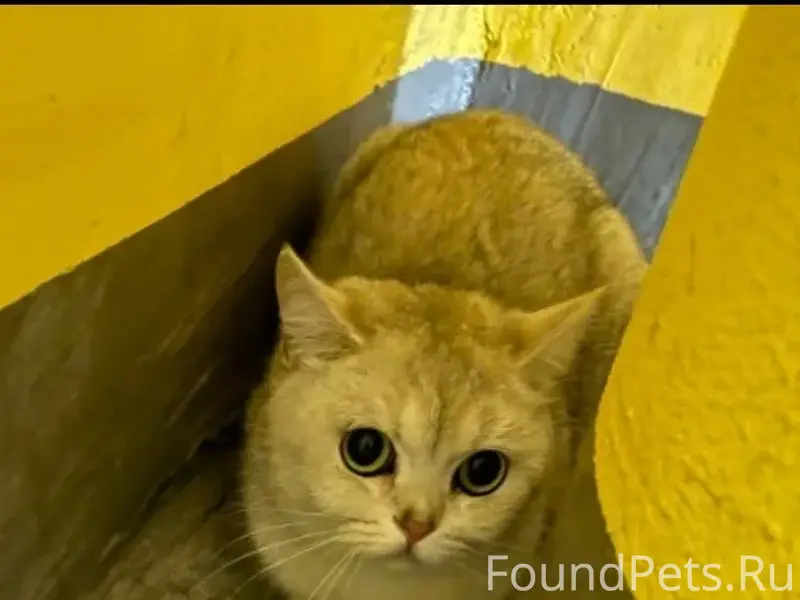 Найдена британская шиншилла, п. Виноградово