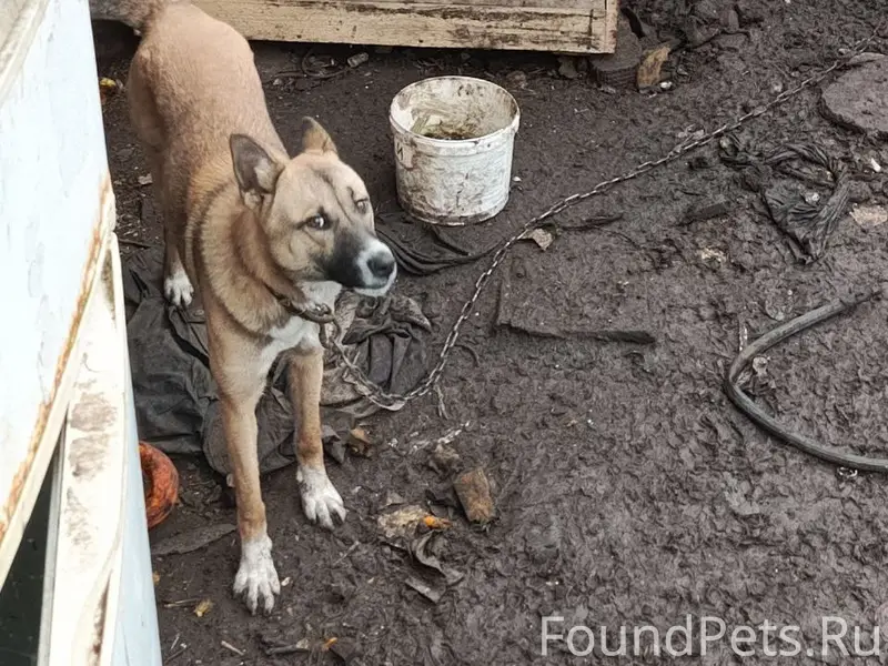 Пропала собака, Район Поле чудес
