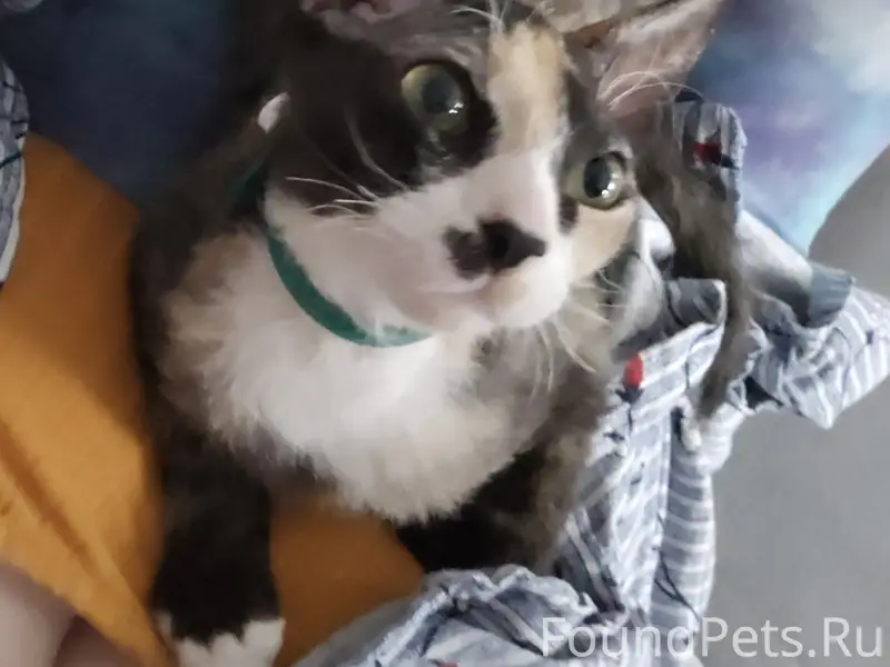 Пропала полусфинкс Шанти, Завьялова