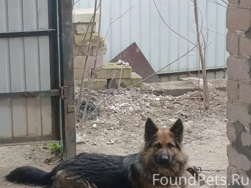 Найдена собака, Сормовский район