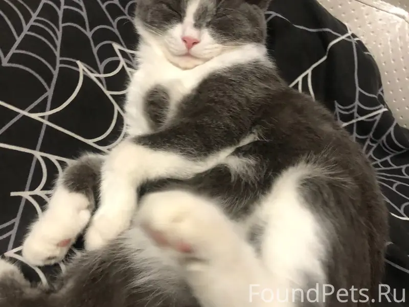 Пропал кот, район луча, кутузова