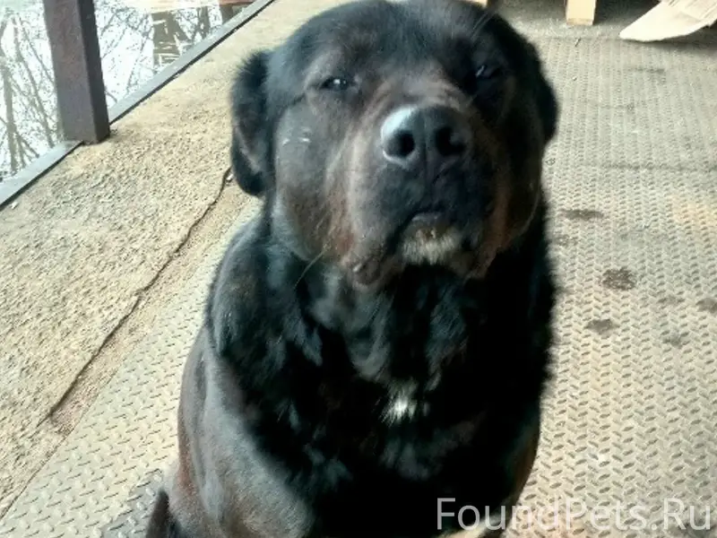 Пропал крупный пёс, Виноградово