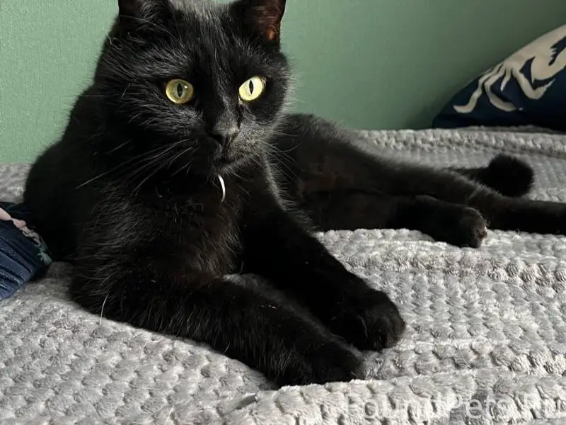 Пропал чёрный кот Павук, Лозовое