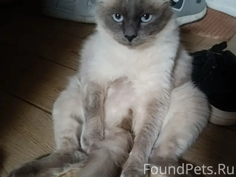 Пропал кот Зефир, район социалки