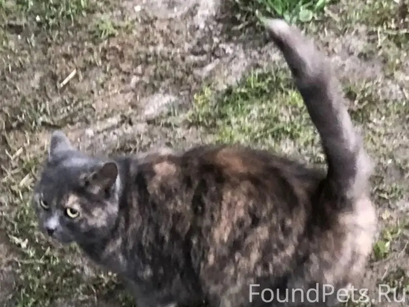 Найдена ласковая кошка, Иваново, Кохма