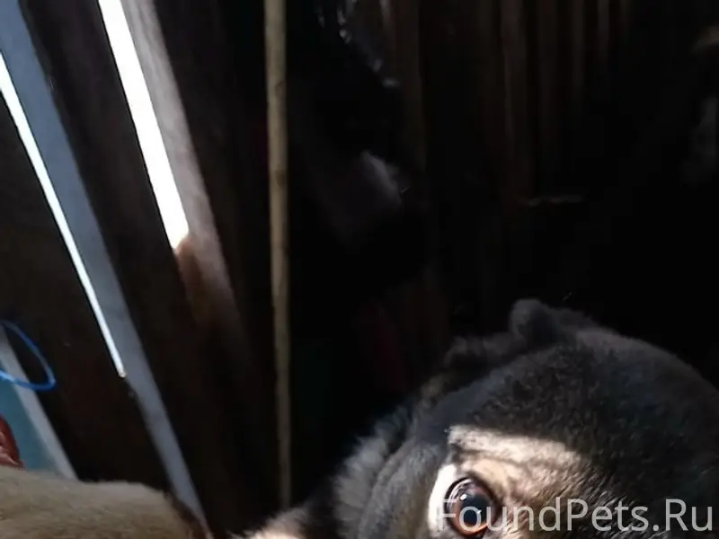 Пропал Черныш, собака, Замосты