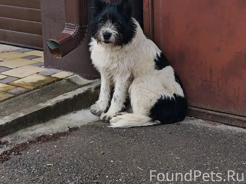 Пропал пёс, Ленинский район