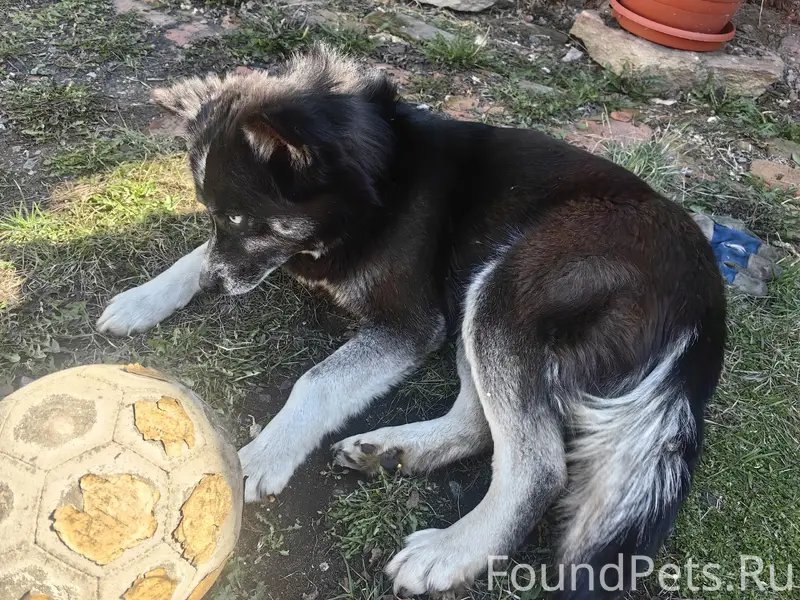 Найден щенок (сучка) метис хаски, д. Жуково