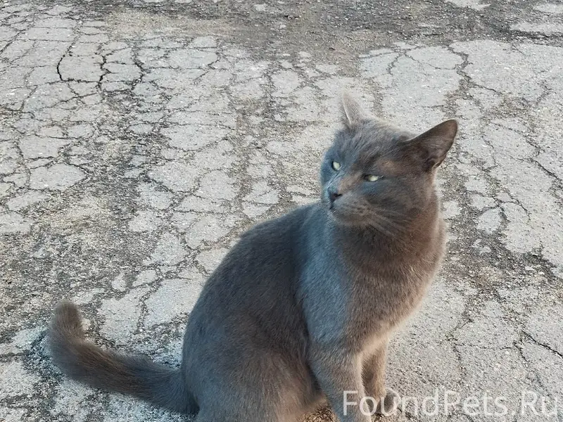 Пропал кот, Заречье