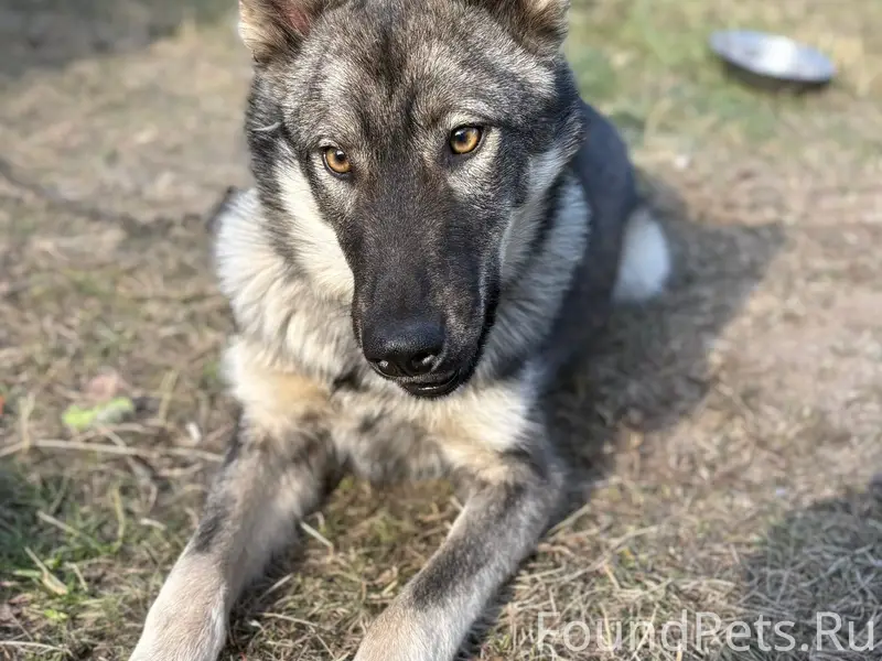 Пропал пёс Каспер, Шадринск