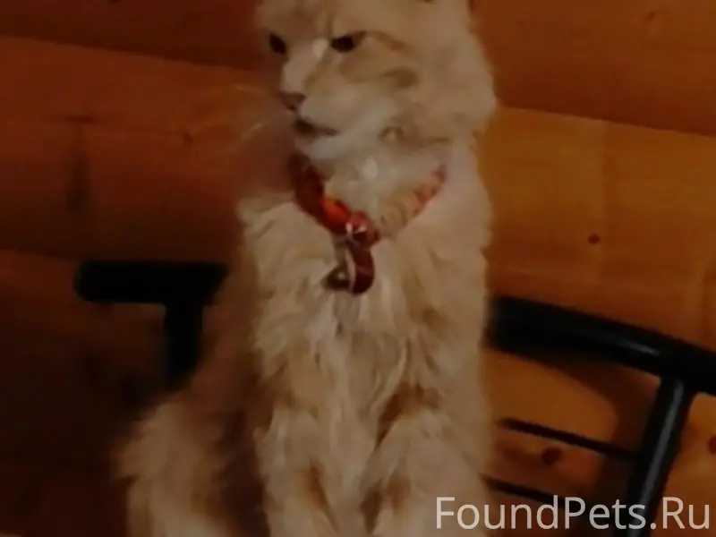 Пропала кошка, район ул. Жолудева