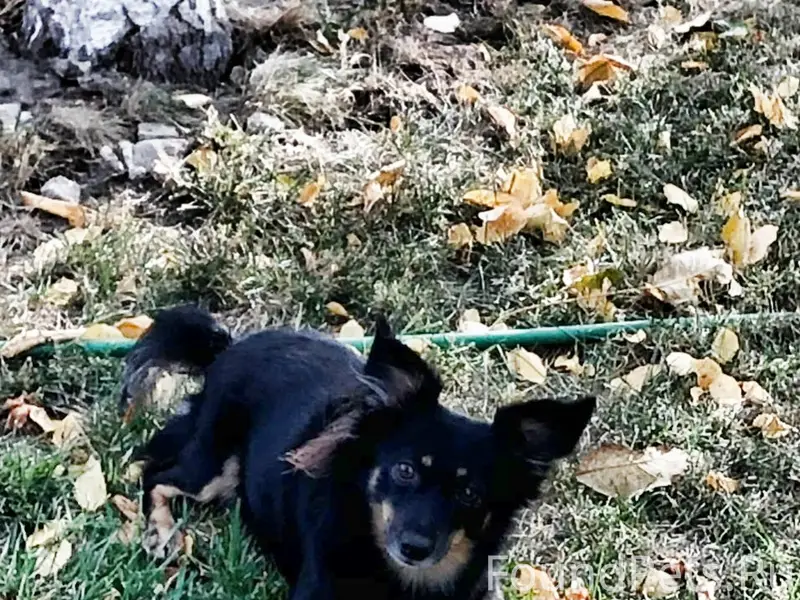 Пропал пёс Фома, пос. Хохлы