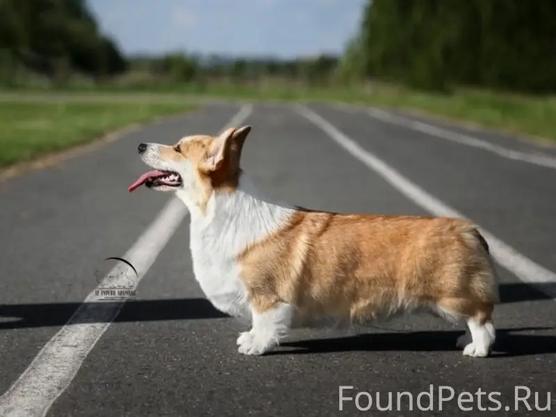 Пропал Фокс, Орловская область