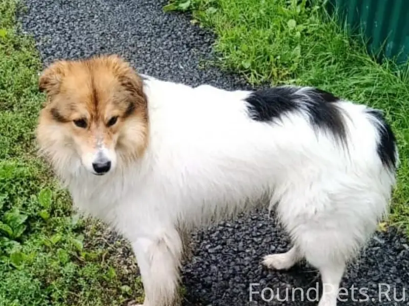 Пропала собака, Заельцовский район