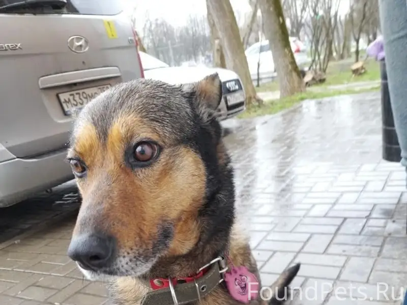 Найдена собака, Коломна