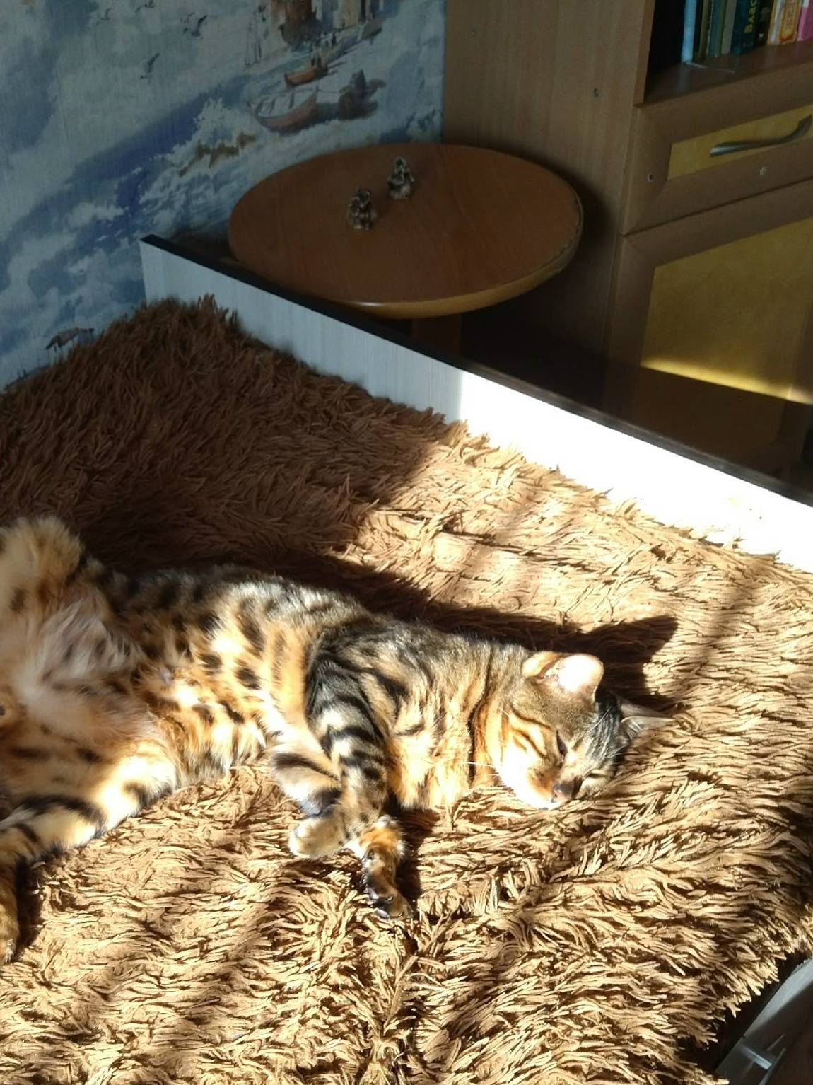 Пропал бенгальский кот, ул. Пушкина-Галактионова-М. Егорова