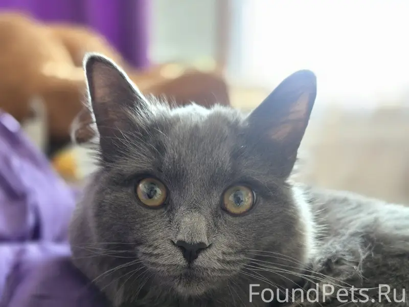 Пропал серый кот Алан, улица Рыбаковская