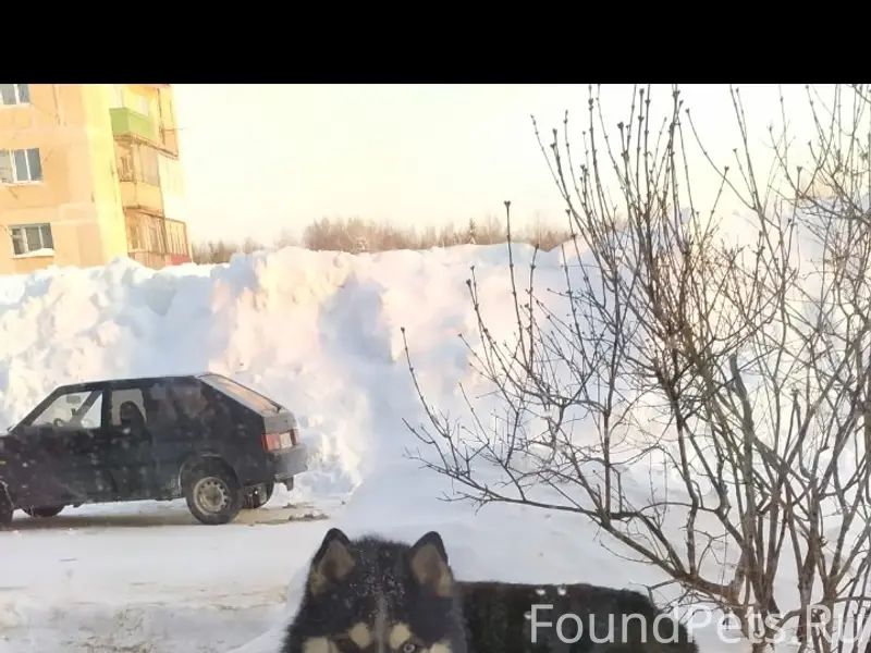 Пропал пёс Джек