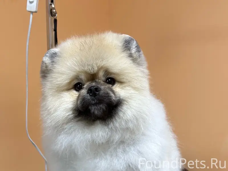 Пропал пёс Максик, улица Школьная